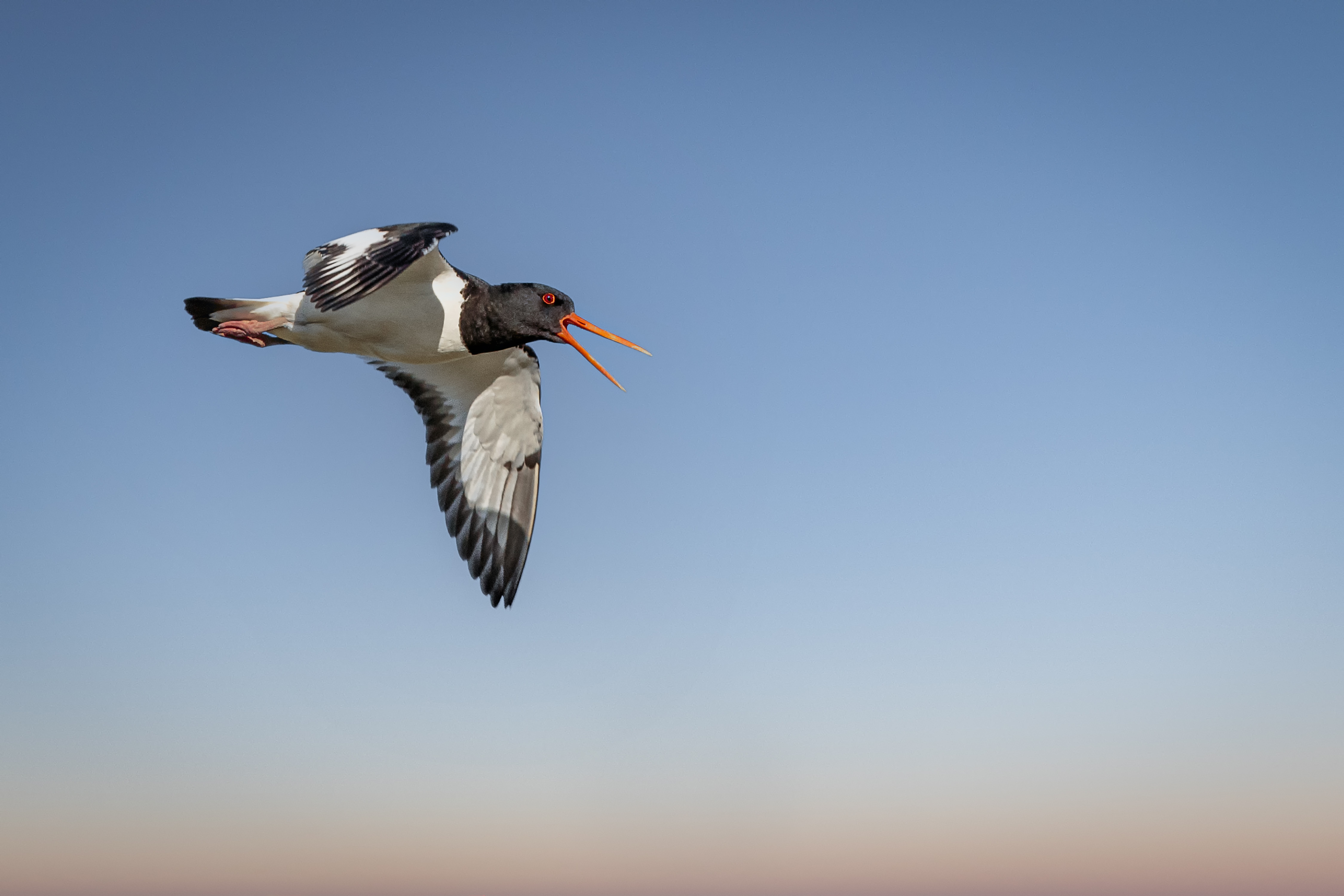 Austernfischer im Flug